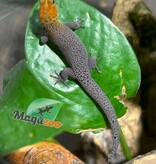 Magazoo Male 'High Red' Ocellated gecko