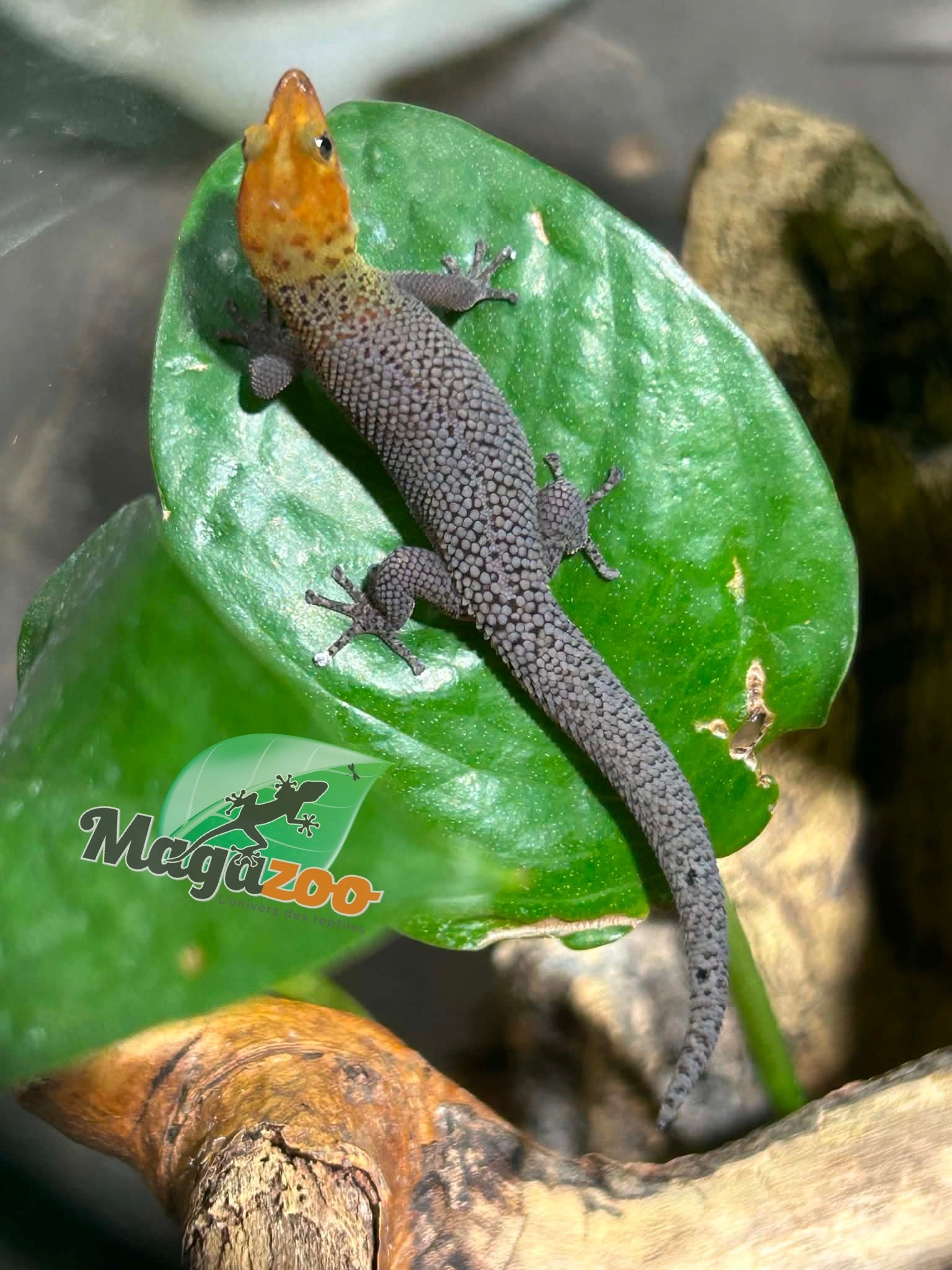 Magazoo Gecko Sphaerodactylus rosaurae 'High Red' Mâle