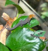 Magazoo Gecko Sphaerodactylus rosaurae 'High Red' Mâle