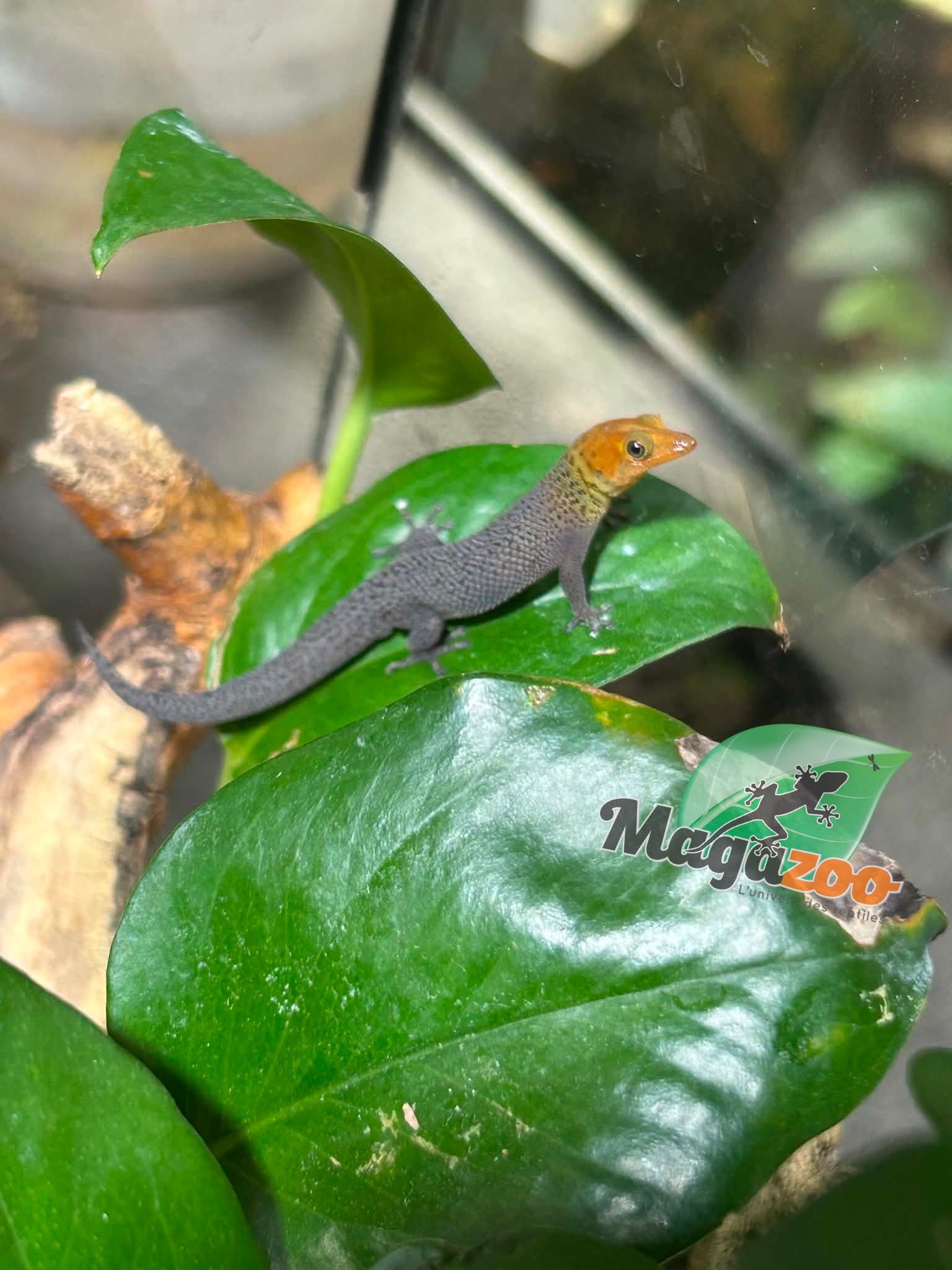 Magazoo Gecko Sphaerodactylus rosaurae 'High Red' Mâle