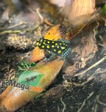 Magazoo Grenouille poison tacheté 'Ranitomeya vanzolinii'