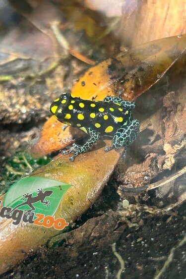 Magazoo Grenouille poison tacheté 'Ranitomeya vanzolinii'