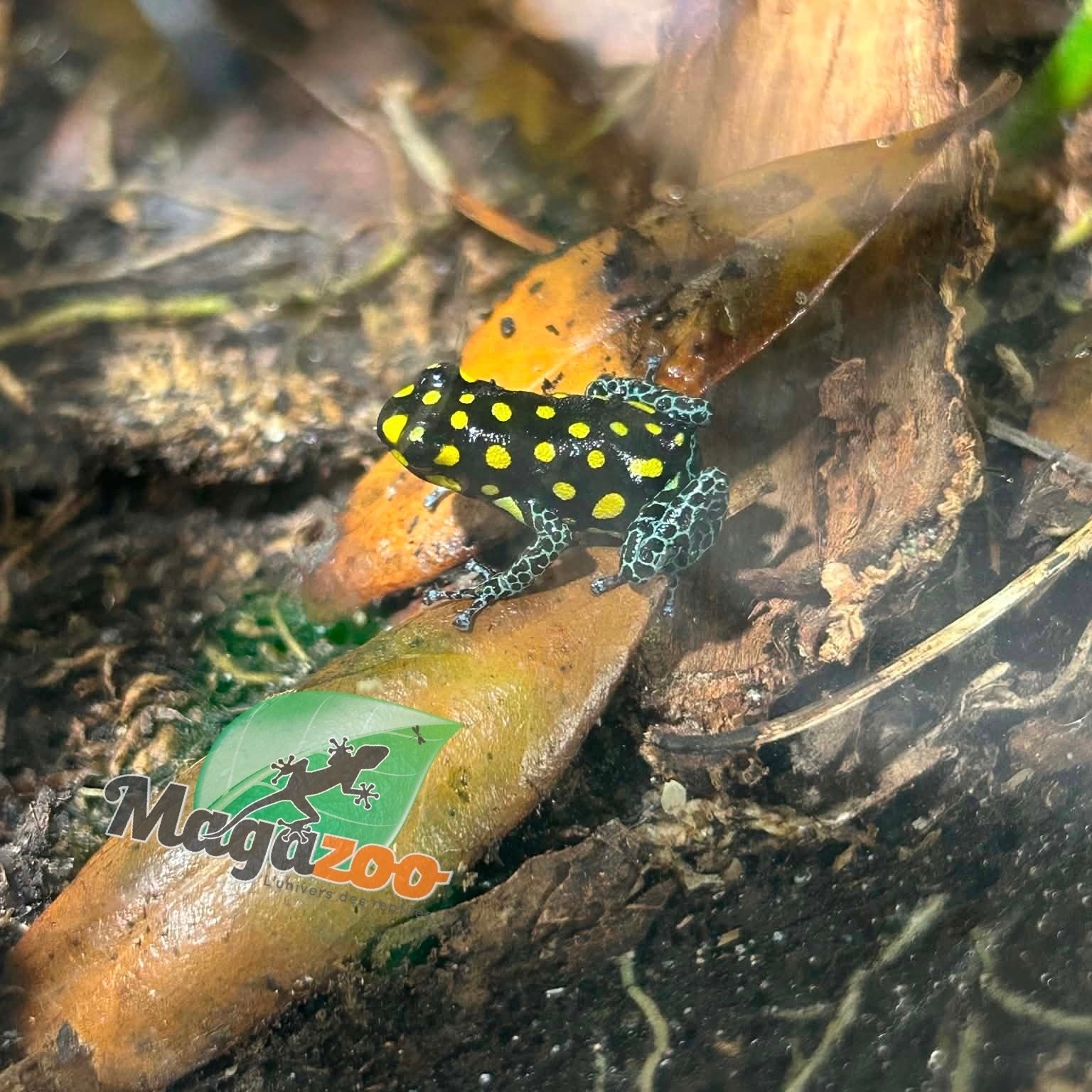 Magazoo Grenouille poison tacheté 'Ranitomeya vanzolinii'