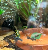 Magazoo Grenouille poison tacheté 'Ranitomeya vanzolinii'