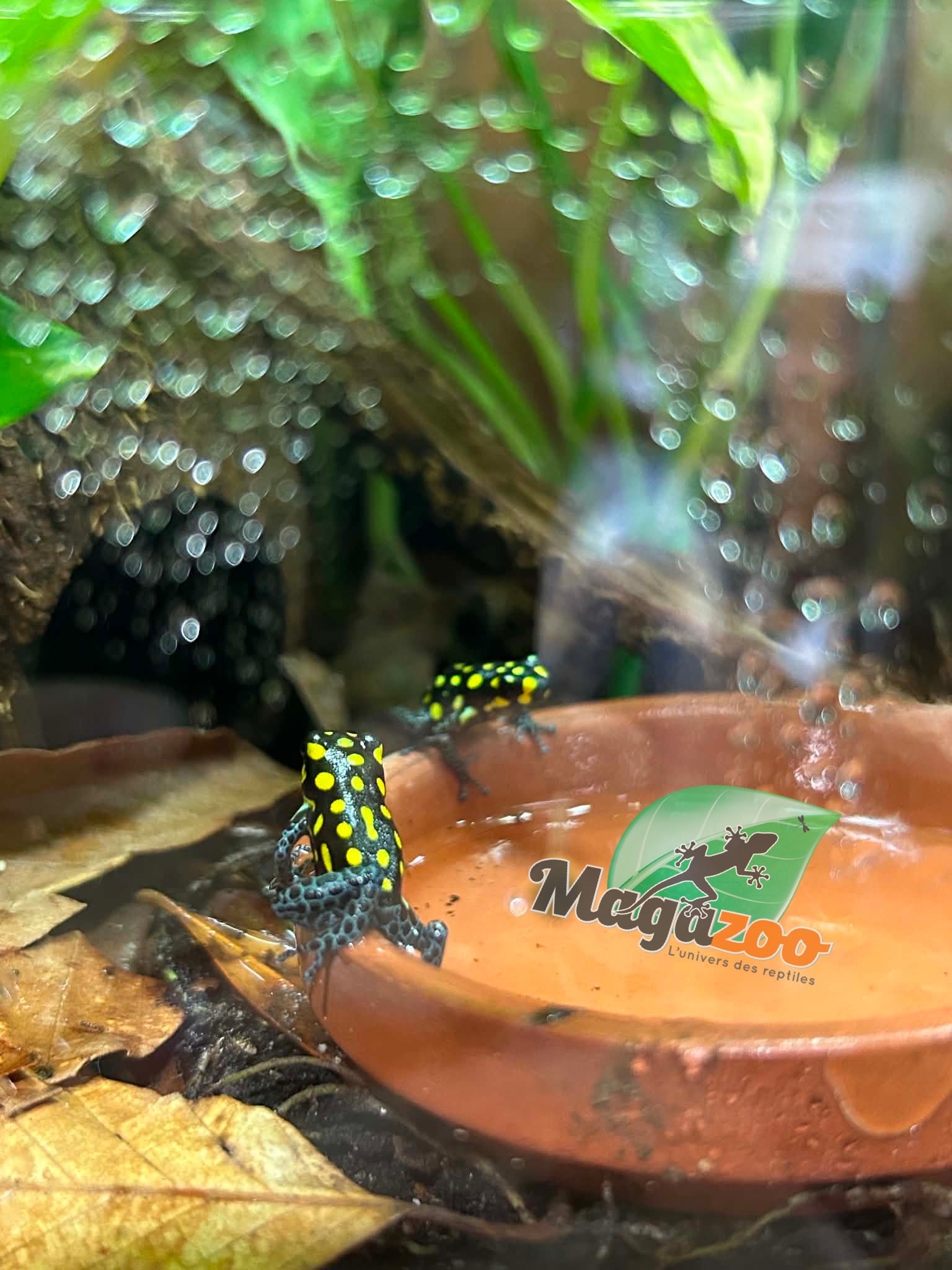 Magazoo Grenouille poison tacheté 'Ranitomeya vanzolinii'