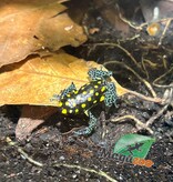 Magazoo Spotted poison frog 'Ranitomeya vanzolinii'