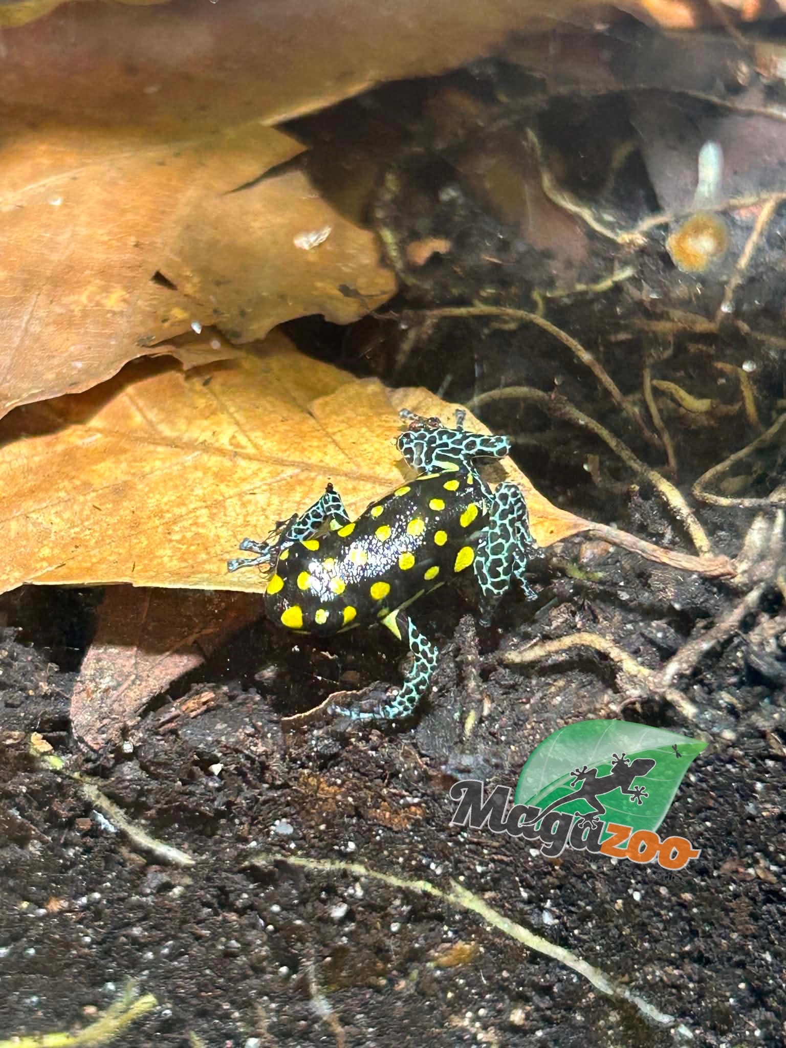 Magazoo Grenouille poison tacheté 'Ranitomeya vanzolinii'