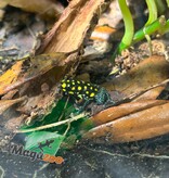 Magazoo Grenouille poison tacheté 'Ranitomeya vanzolinii'