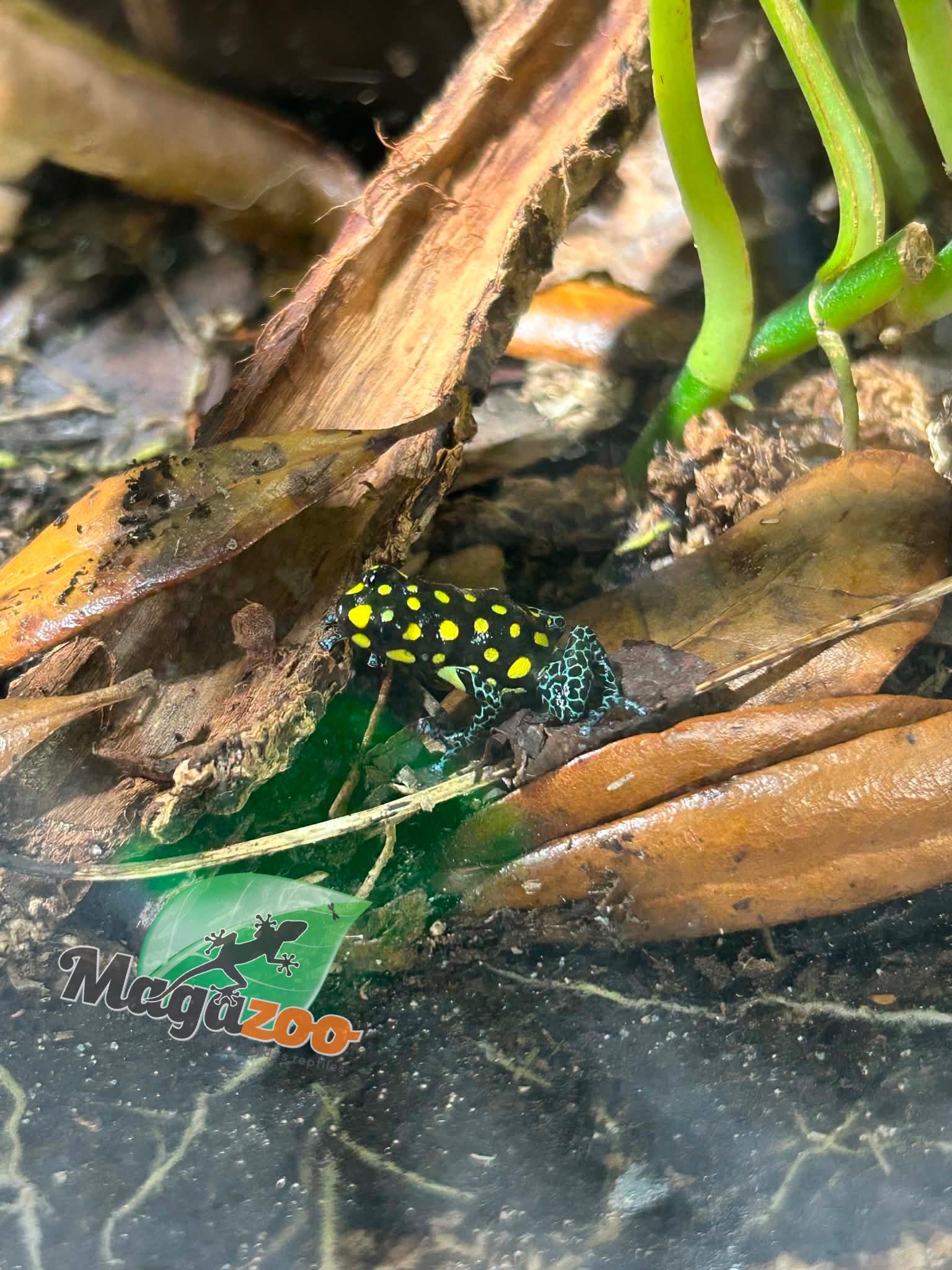 Magazoo Grenouille poison tacheté 'Ranitomeya vanzolinii'