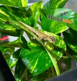 Magazoo Electric blue day gecko (williamsi) Captive Born #1