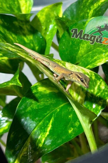 Magazoo Electric blue day gecko (williamsi) Captive Born #1