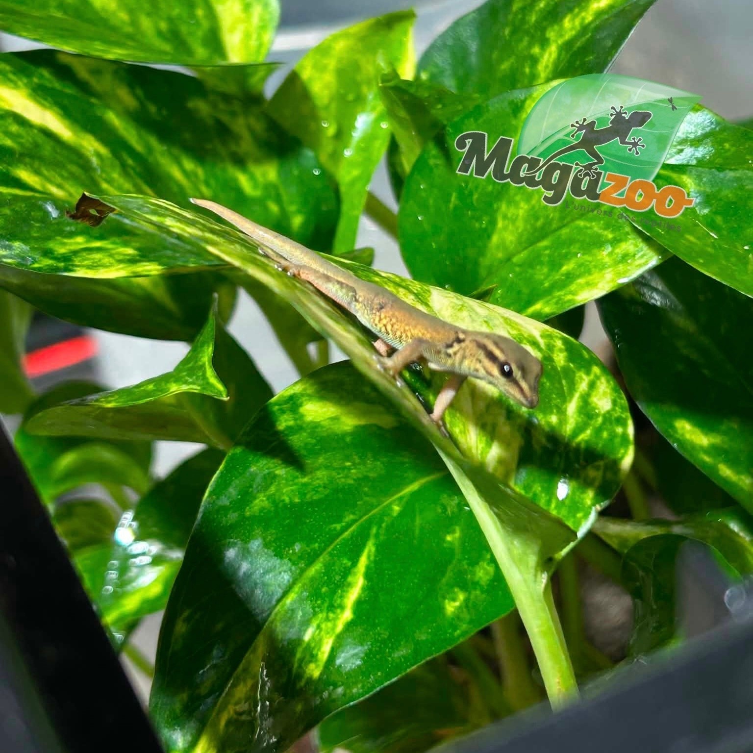 Magazoo Gecko diurne bleu électrique (williamsi) né en captivité #1