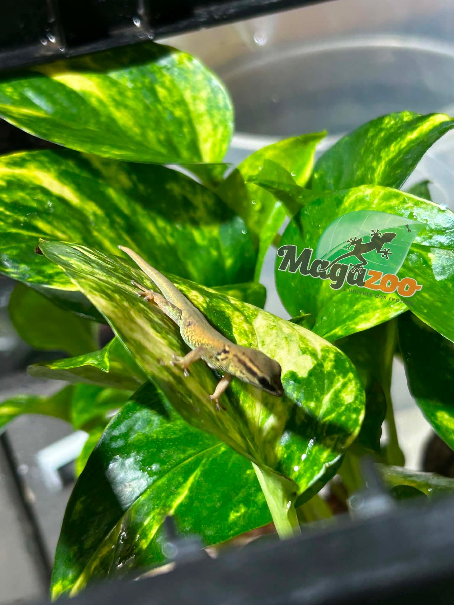 Magazoo Electric blue day gecko (williamsi) Captive Born #1