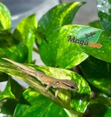 Magazoo Electric blue day gecko (williamsi) Captive Born #1