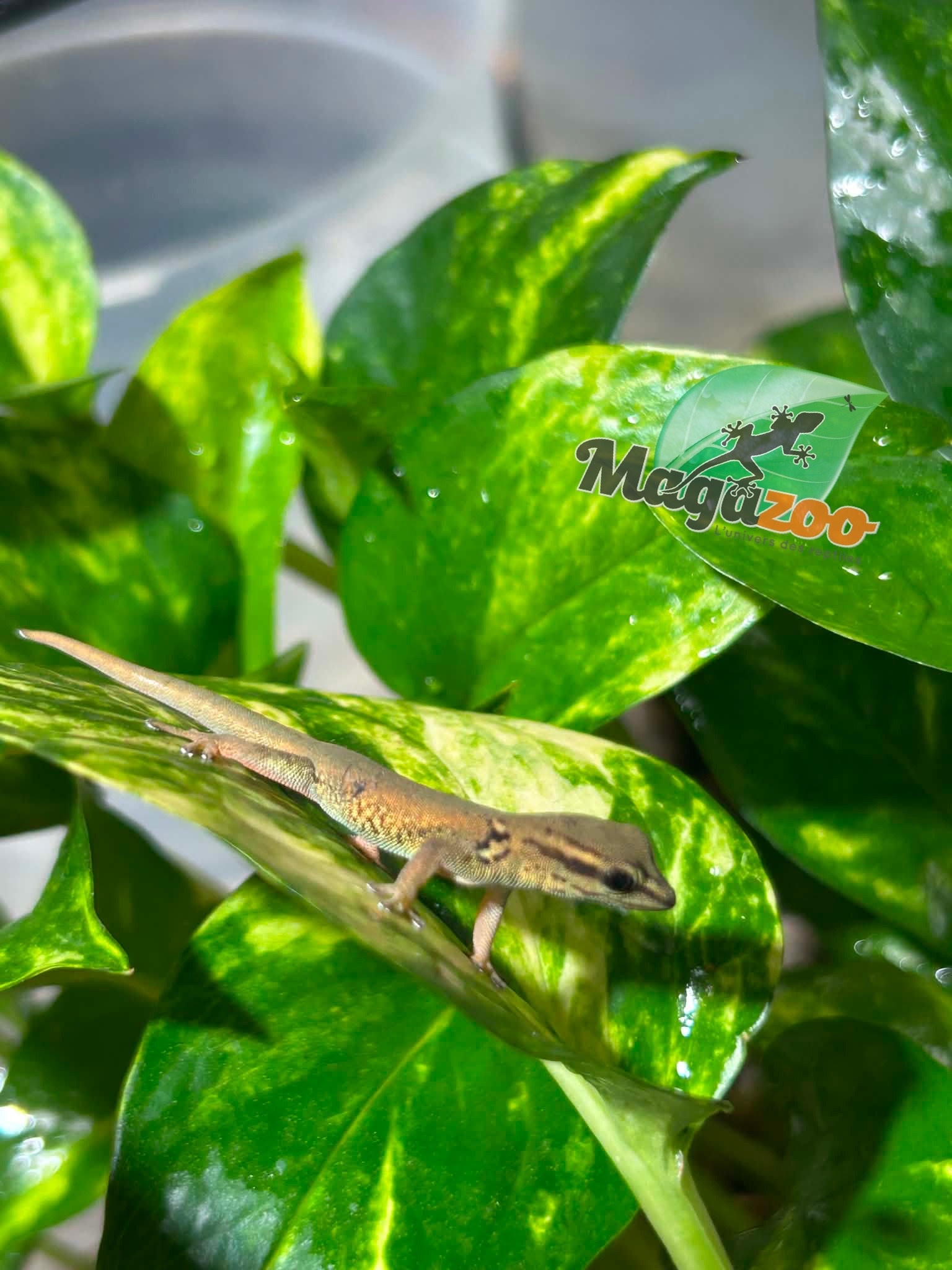 Magazoo Gecko diurne bleu électrique (williamsi) né en captivité #1