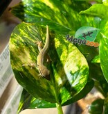 Magazoo Gecko diurne bleu électrique (williamsi) né en captivité #1