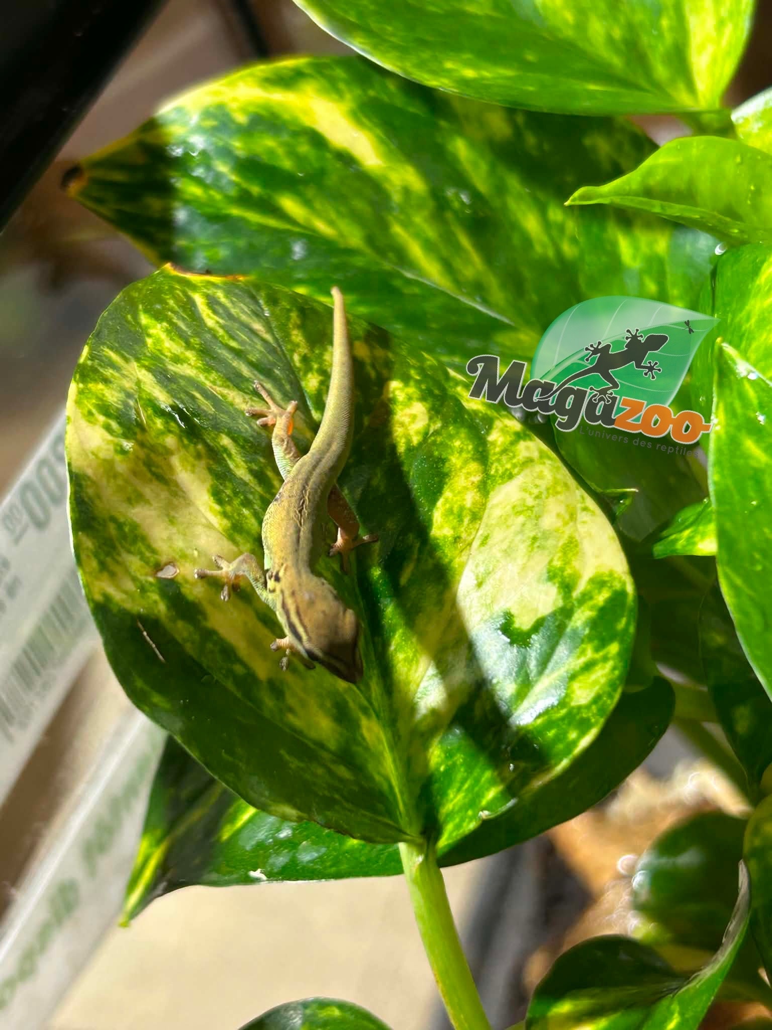 Magazoo Gecko diurne bleu électrique (williamsi) né en captivité #1