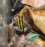 Magazoo Baby Amazonia poison frog Ranitomeya sirensis ''yellow''