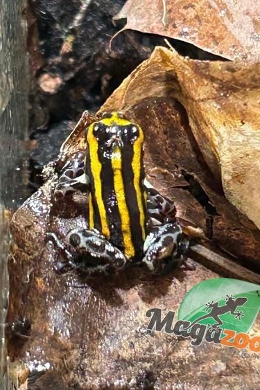 Magazoo Baby Amazonia poison frog Ranitomeya sirensis ''yellow''