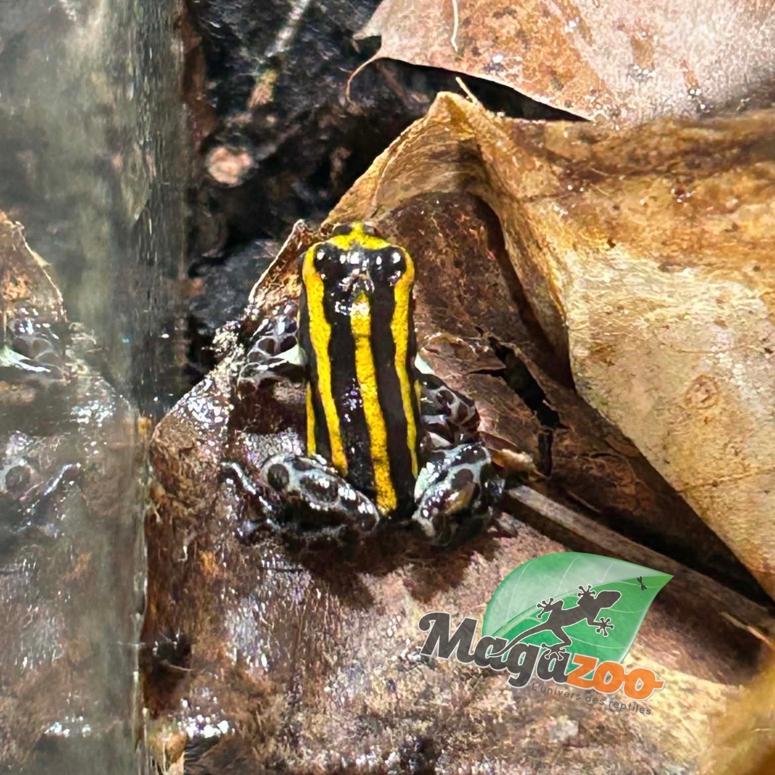 Magazoo Grenouille poison Ranitomeya sirensis ''Jaune'' (Bébé)