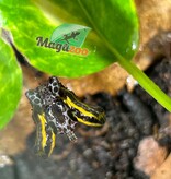 Magazoo Grenouille poison Ranitomeya sirensis ''Jaune'' (Bébé)