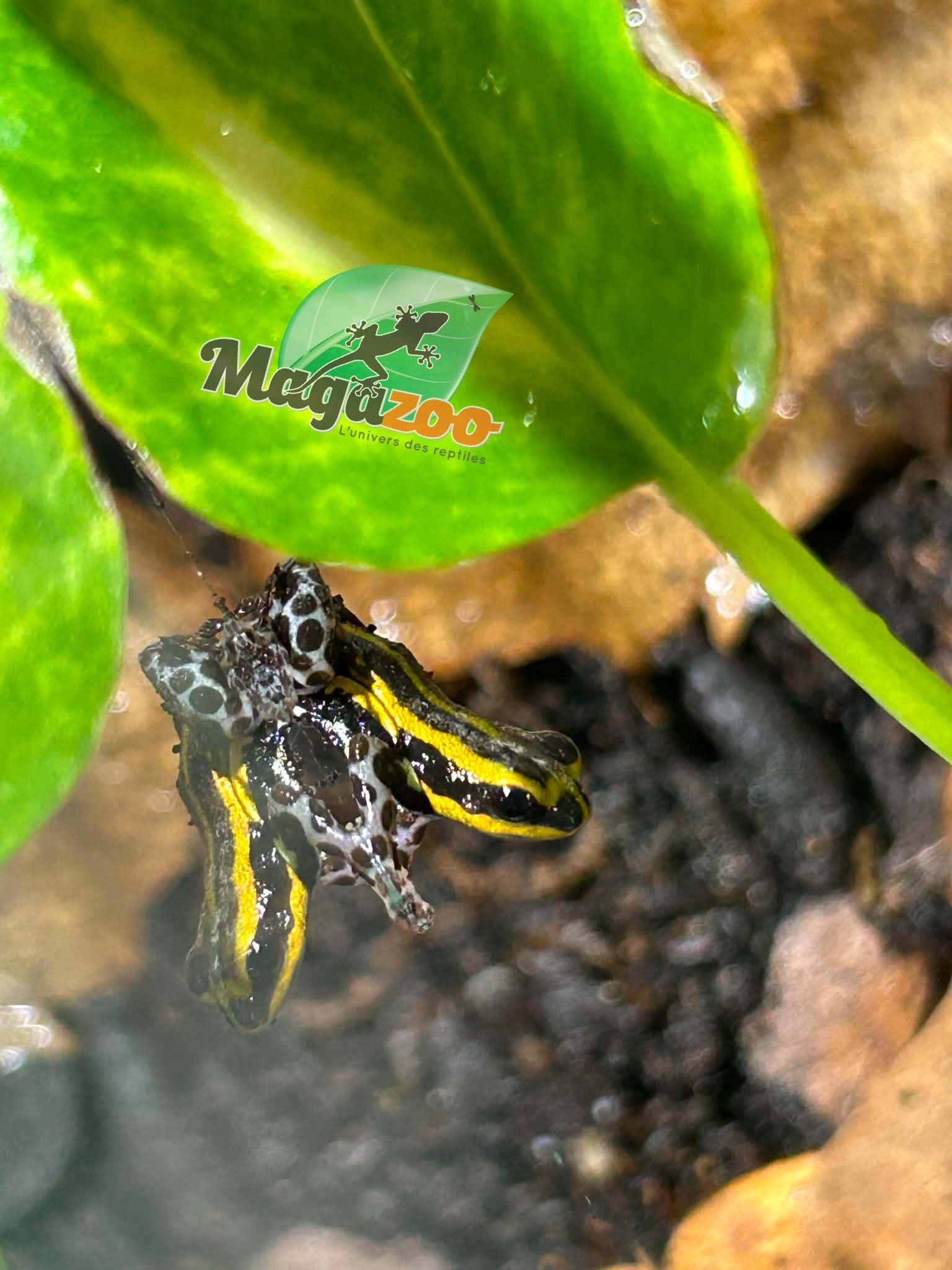Magazoo Grenouille poison Ranitomeya sirensis ''Jaune'' (Bébé)