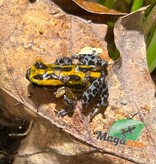 Magazoo Grenouille poison Ranitomeya sirensis ''Jaune'' (Bébé)