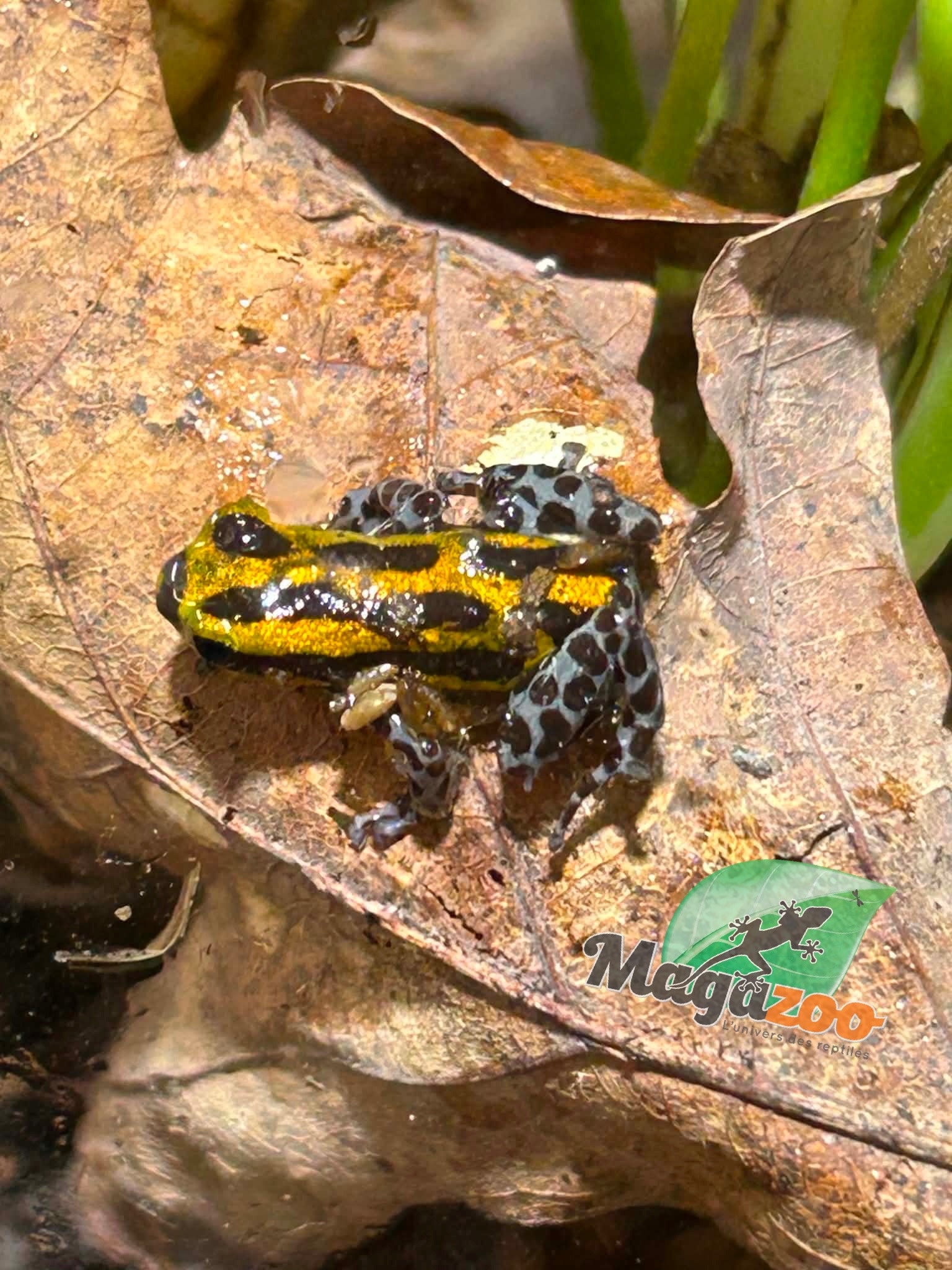 Magazoo Grenouille poison Ranitomeya sirensis ''Jaune'' (Bébé)