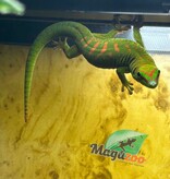 Magazoo Gecko diurne géant de Madagascar Juvénile mâle