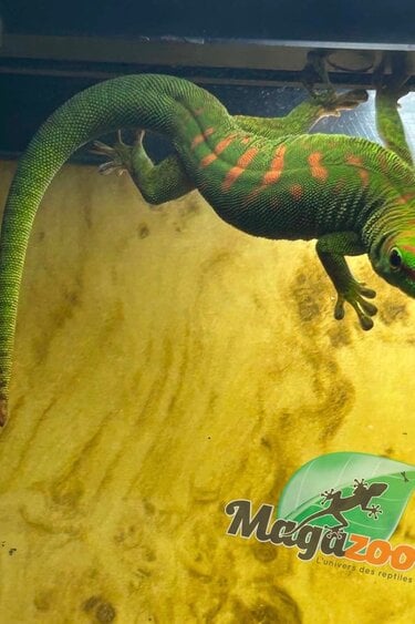 Magazoo Juvenile Madagascar giant day gecko