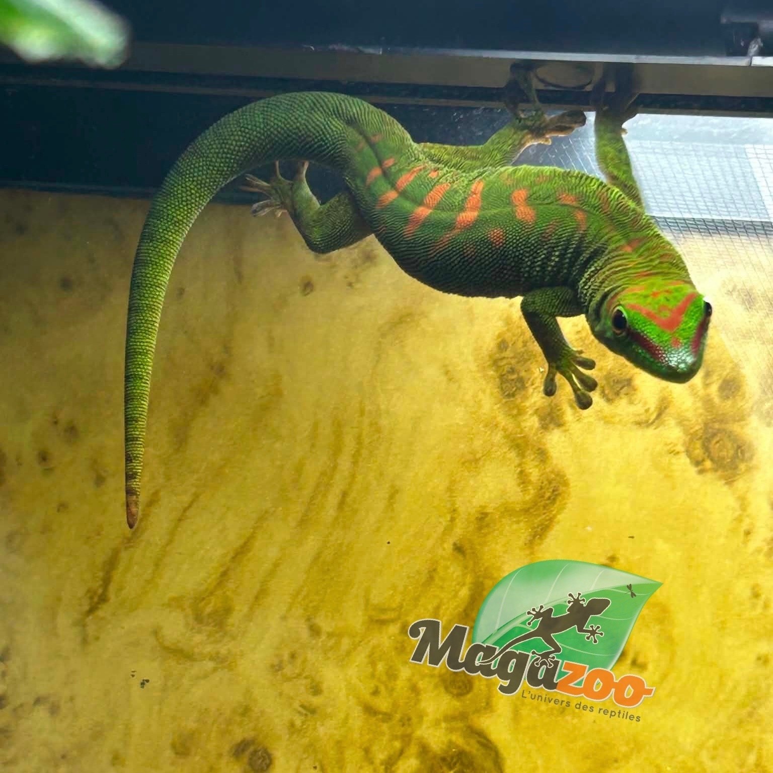 Magazoo Gecko diurne géant de Madagascar Juvénile mâle