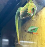 Magazoo Gecko diurne géant de Madagascar Juvénile mâle