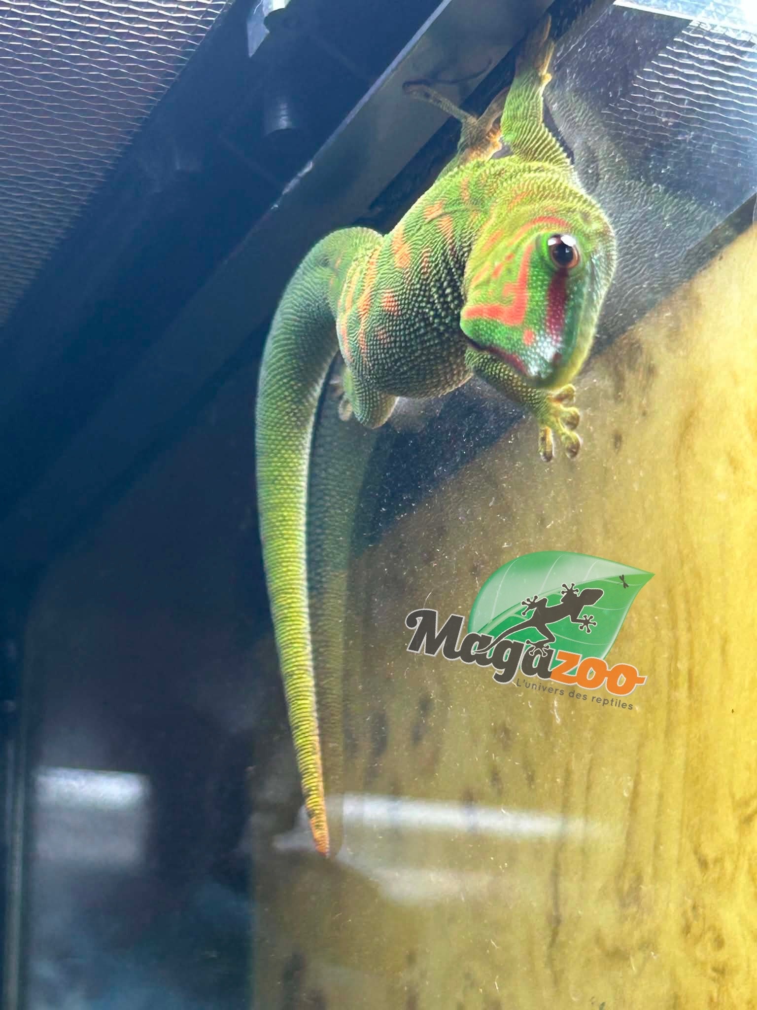 Magazoo Juvenile Madagascar giant day gecko