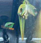 Magazoo Gecko diurne géant de Madagascar Juvénile mâle