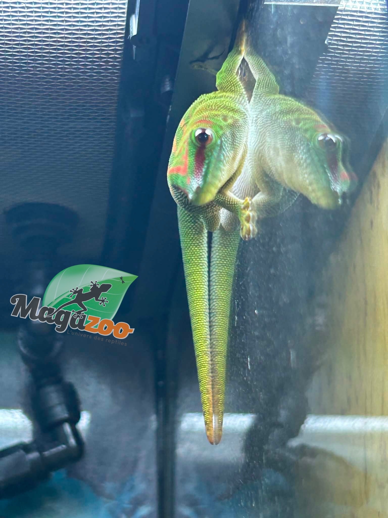Magazoo Juvenile Madagascar giant day gecko