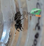 Magazoo Araignée sauteuse Bébé / Phiddipus regius (I3) Apalachicola white