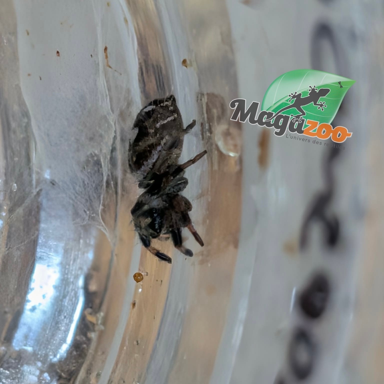 Magazoo Araignée sauteuse Bébé / Phiddipus regius (I3) Apalachicola white