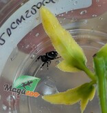 Magazoo Araignée sauteuse / Phiddipus regius 'Oreo' Bébé