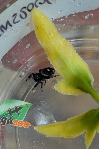 Magazoo Baby Jumping spider / Phiddipus regius 'Oreo'