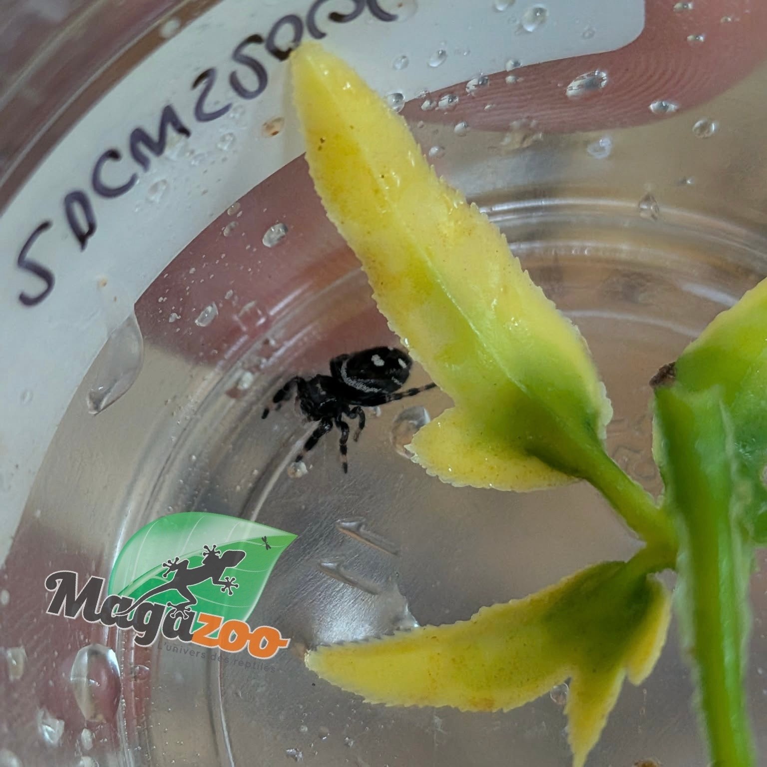Magazoo Baby Jumping spider / Phiddipus regius 'Oreo'