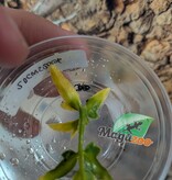 Magazoo Baby Jumping spider / Phiddipus regius 'Oreo'