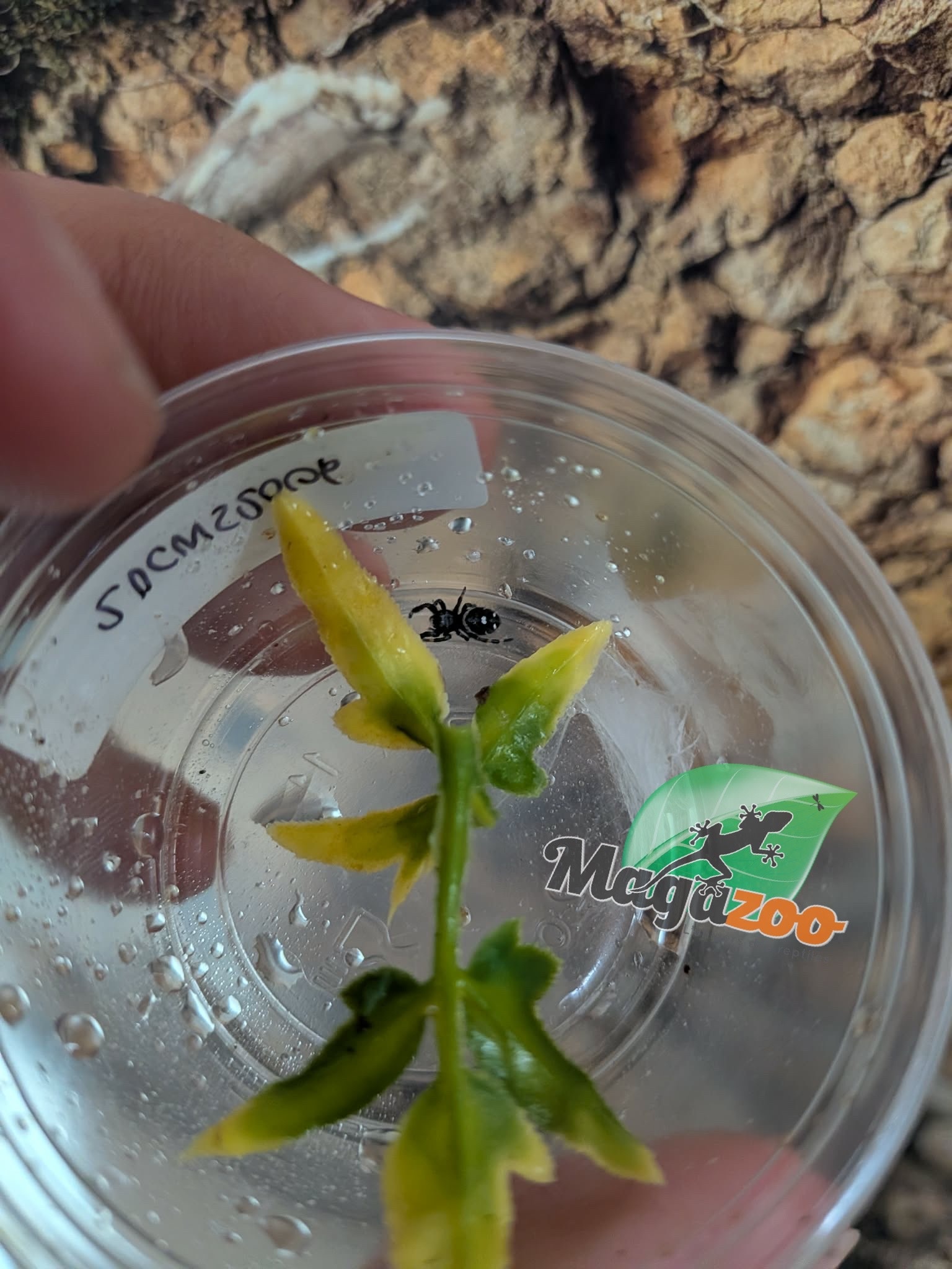 Magazoo Baby Jumping spider / Phiddipus regius 'Oreo'