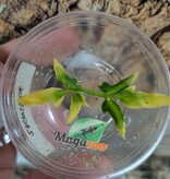 Magazoo Baby Jumping spider / Phiddipus regius 'Oreo'