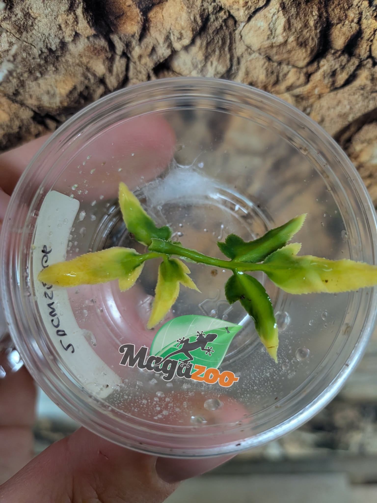 Magazoo Baby Jumping spider / Phiddipus regius 'Oreo'