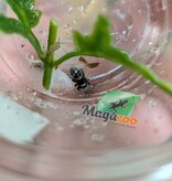 Magazoo Baby Jumping spider / Phiddipus regius (I3) Apalachicola