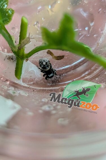 Magazoo Baby Jumping spider / Phiddipus regius (I3) Apalachicola