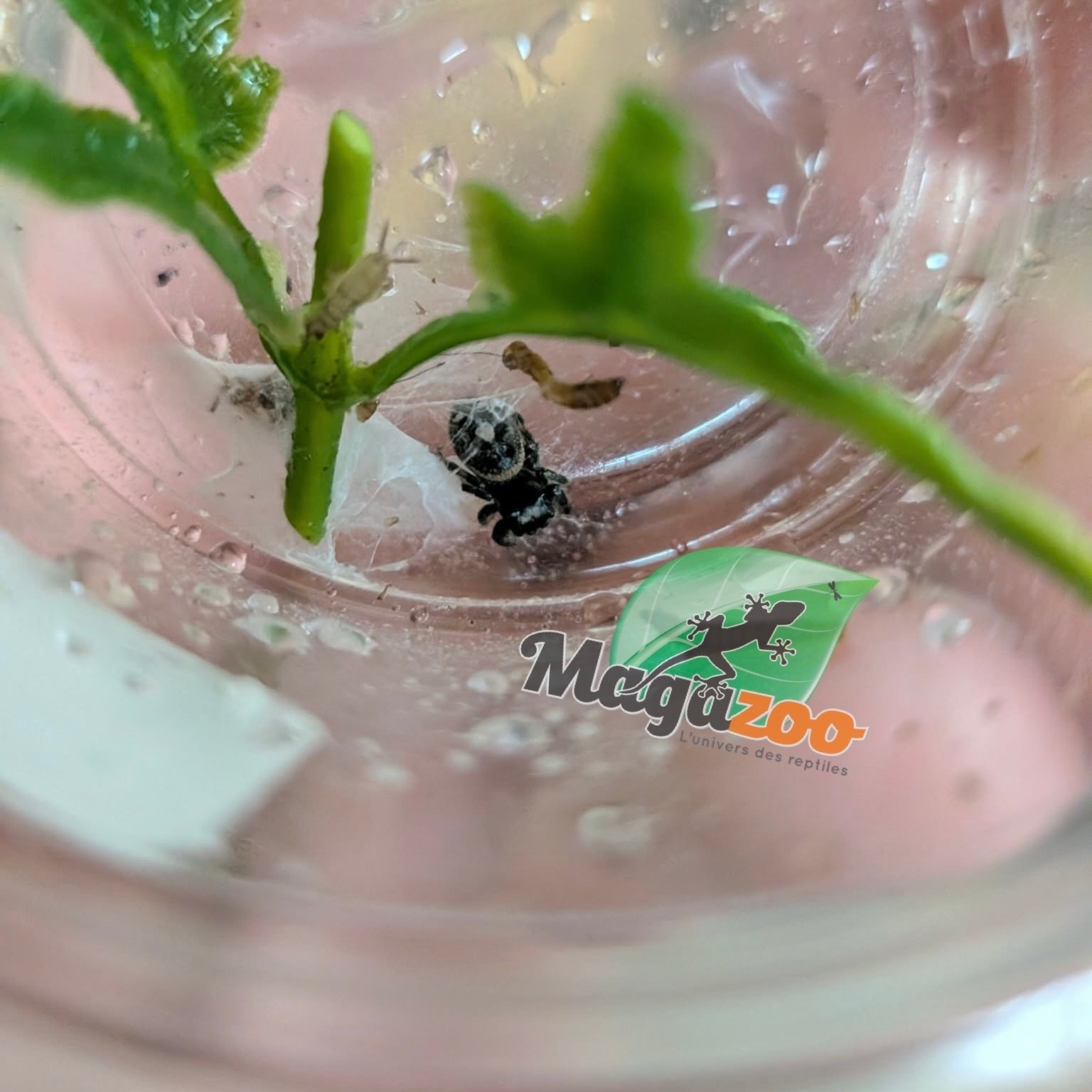 Magazoo Araignée sauteuse Bébé / Phiddipus regius (I3) Apalachicola