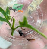 Magazoo Baby Jumping spider / Phiddipus regius (I3) Apalachicola