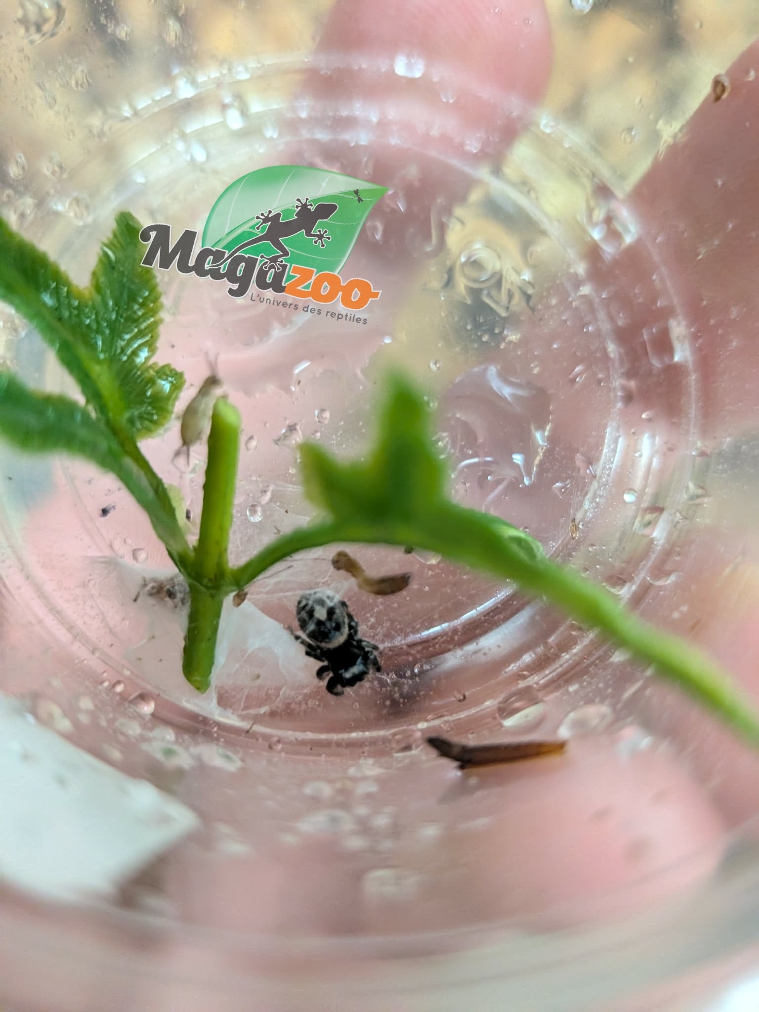 Magazoo Baby Jumping spider / Phiddipus regius (I3) Apalachicola