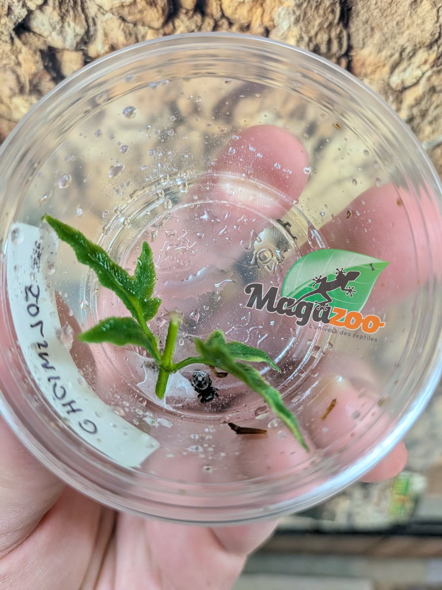 Magazoo Baby Jumping spider / Phiddipus regius (I3) Apalachicola